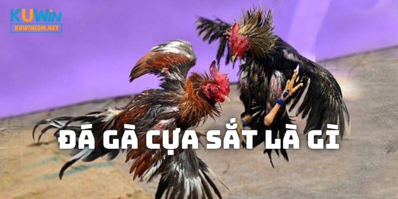 Đá Gà Cựa Sắt Là Gì